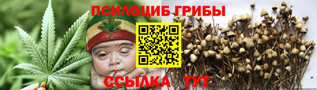Псилоцибиновые грибы Psilocybe Сибай